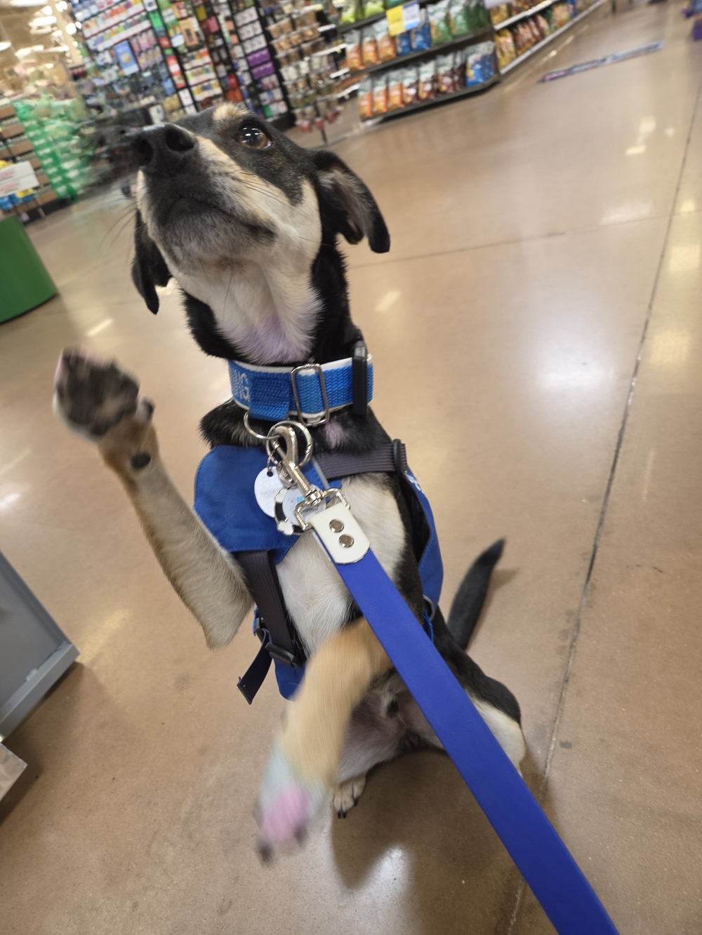 2 Service Dog In Training Collars - Picture 6 of 6
